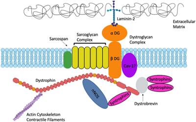The importance of dystrophin and the dystrophin associated proteins in vascular smooth muscle